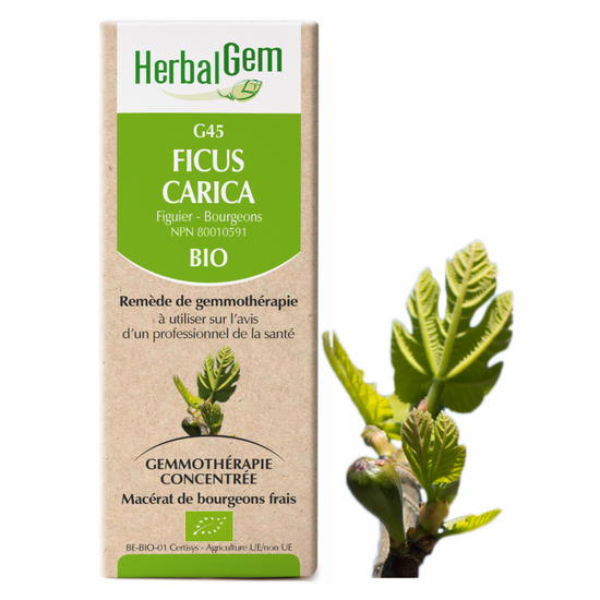 G45 Ficus Carica biologique 50ml