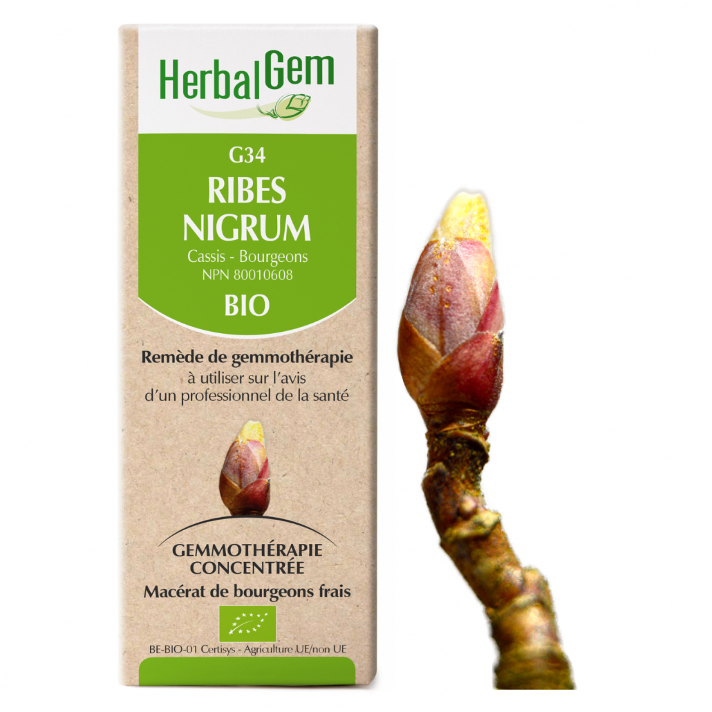 G34 Ribes Nigrum biologique