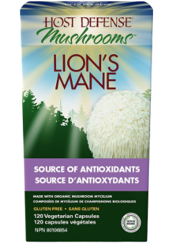 Lion's Mane Hydne Hérisson source d'antioxidants