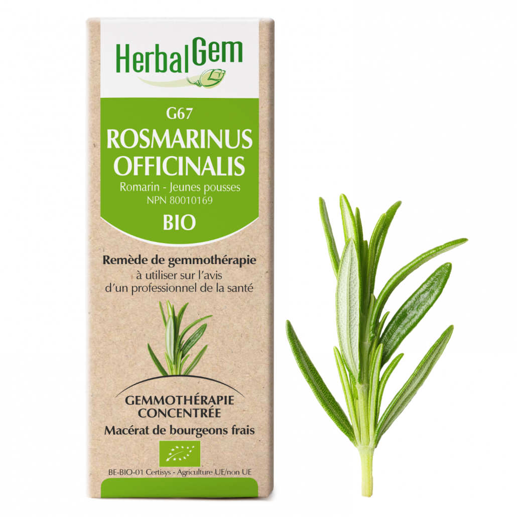 G67 Rosmarinus officinalis biologique